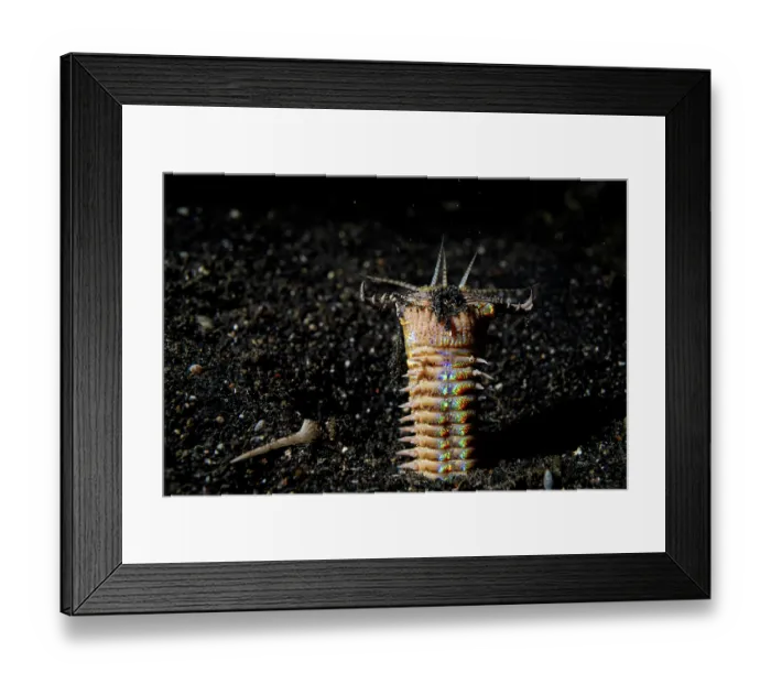 Framed Print : Bobbit worm (Eunice sp.) emerging from its hole in black sand at night to feed, Lembeh Strait, North Sulawesi, Indonesia, Pacific Ocean Framed Print : Bobbit worm (Eunice sp.) emerging from its hole in black sand at night to feed, Lembeh Strait, North Sulawesi, Indonesia, Pacific Ocean