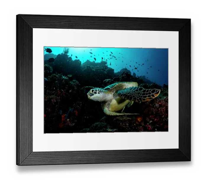 Framed Print : Green sea turtle (Chelonia mydas) swimming over the coral reef, Bunaken National Park, near Siladen Island, North Sulawesi, Indonesia, Pacific Ocean. Endangered Framed Print : Green sea turtle (Chelonia mydas) swimming over the coral reef, Bunaken National Park, near Siladen Island, North Sulawesi, Indonesia, Pacific Ocean. Endangered
