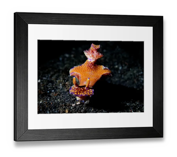 Framed Print : Slender ceratosoma nudibranch (Ceratosoma gracillimum) on the seabed, Lembeh Strait, North Sulawesi, Indonesia, Pacific Ocean Framed Print : Slender ceratosoma nudibranch (Ceratosoma gracillimum) on the seabed, Lembeh Strait, North Sulawesi, Indonesia, Pacific Ocean