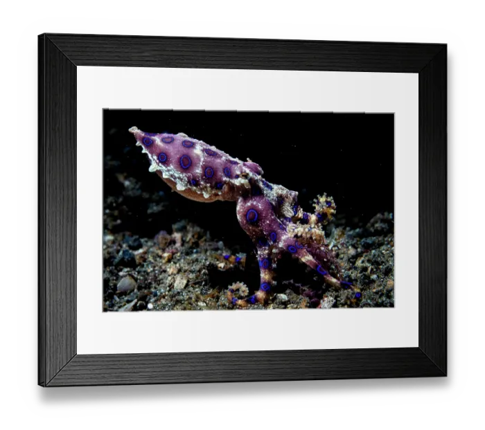 Framed Print : Greater blue ringed octopus (Hapalochlaena lunulata) walking across the sea bed, Lembeh Strait, North Sulawesi, Indonesia, Pacific Ocean