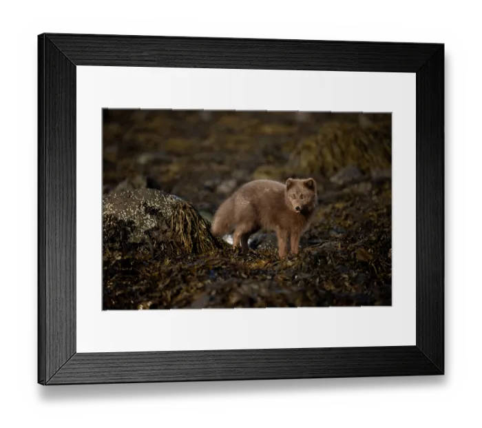 Framed Print : Arctic fox (Vulpes lagopus) blue morph, standing on seaweed-covered rocks, Hornstrandir Nature Reserve, Iceland. March Framed Print : Arctic fox (Vulpes lagopus) blue morph, standing on seaweed-covered rocks, Hornstrandir Nature Reserve, Iceland. March