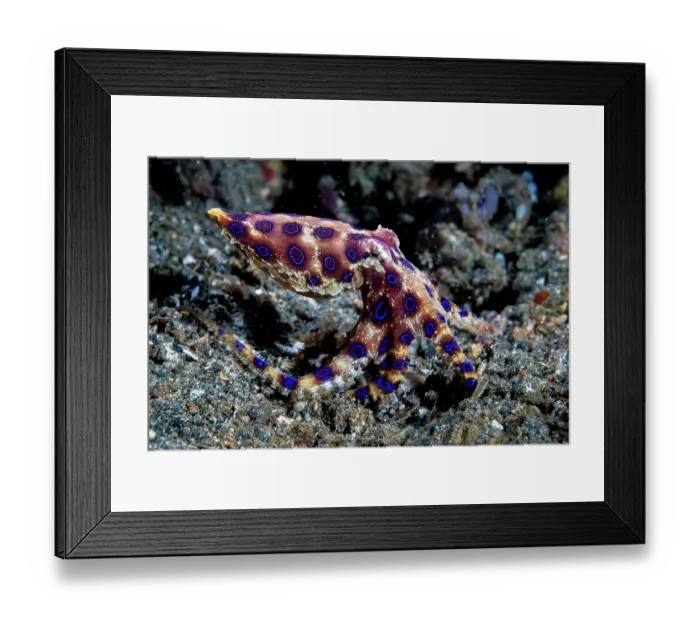 Framed Print : Greater blue ringed octopus (Hapalochlaena lunulata) walking across the sea bed, Lembeh Strait, North Sulawesi, Indonesia, Pacific Ocean Framed Print : Greater blue ringed octopus (Hapalochlaena lunulata) walking across the sea bed, Lembeh Strait, North Sulawesi, Indonesia, Pacific Ocean