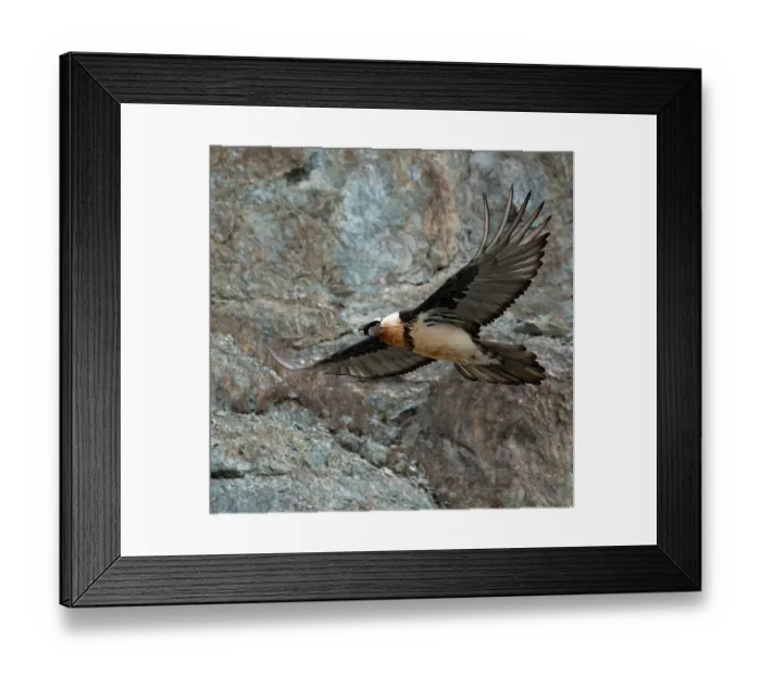 Framed Print : RF - Bearded vulture (Gypaetus barbatus) in flight, Hanle, Ladakh, India. (This image may be licensed either as rights managed or royalty free.)