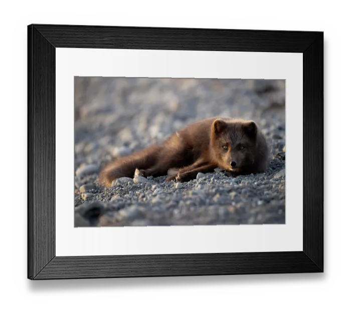 Framed Print : Arctic fox (Vulpes lagopus) blue morph, resting on pebbles, Hornstrandir Nature Reserve, Iceland. March Framed Print : Arctic fox (Vulpes lagopus) blue morph, resting on pebbles, Hornstrandir Nature Reserve, Iceland. March