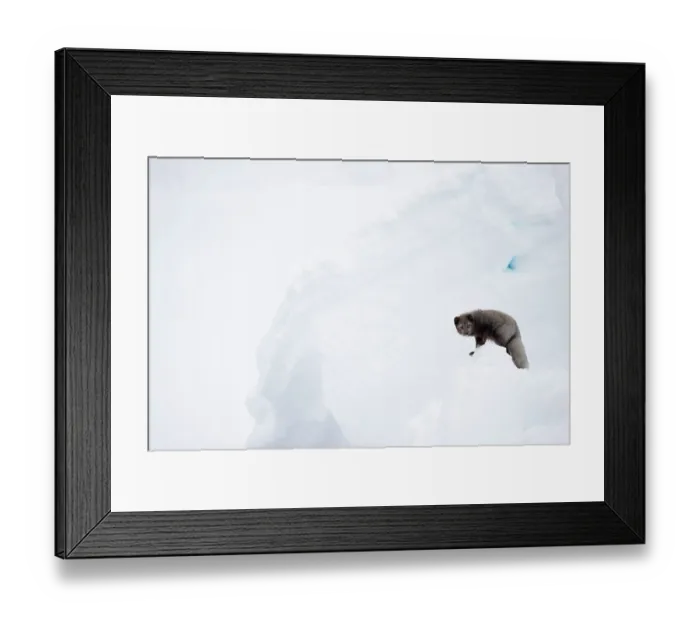 Framed Print : Arctic fox (Vulpes lagopus) blue morph, in snow, Hornstrandir Nature Reserve, Iceland. March Framed Print : Arctic fox (Vulpes lagopus) blue morph, in snow, Hornstrandir Nature Reserve, Iceland. March