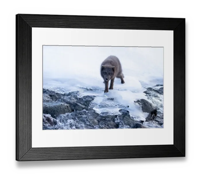 Framed Print : Arctic fox (Vulpes lagopus) blue morph, on snow-covered rocks, Hornstrandir Nature Reserve, Iceland. March Framed Print : Arctic fox (Vulpes lagopus) blue morph, on snow-covered rocks, Hornstrandir Nature Reserve, Iceland. March