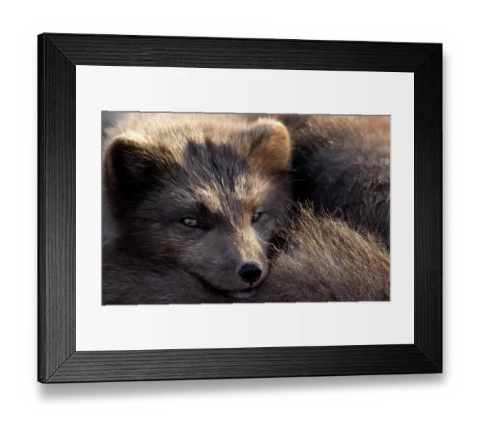 Framed Print : Arctic fox (Vulpes lagopus) blue morph, resting, portrait, Hornstrandir Nature Reserve, Iceland. March Framed Print : Arctic fox (Vulpes lagopus) blue morph, resting, portrait, Hornstrandir Nature Reserve, Iceland. March