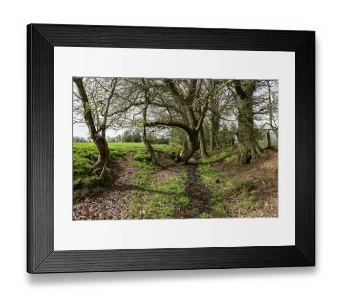 Framed Print : English oak (Quercus robur) trees lining an old sunken trackway, Caynham, Shropshire, England, UK. April