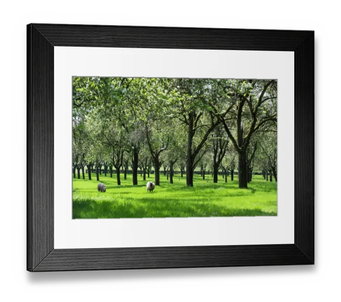 Framed Print : Traditional orchard with standard trees in blossom being grazed by Shropshire sheep, Herefordshire, England, UK. May Framed Print : Traditional orchard with standard trees in blossom being grazed by Shropshire sheep, Herefordshire, England, UK. May
