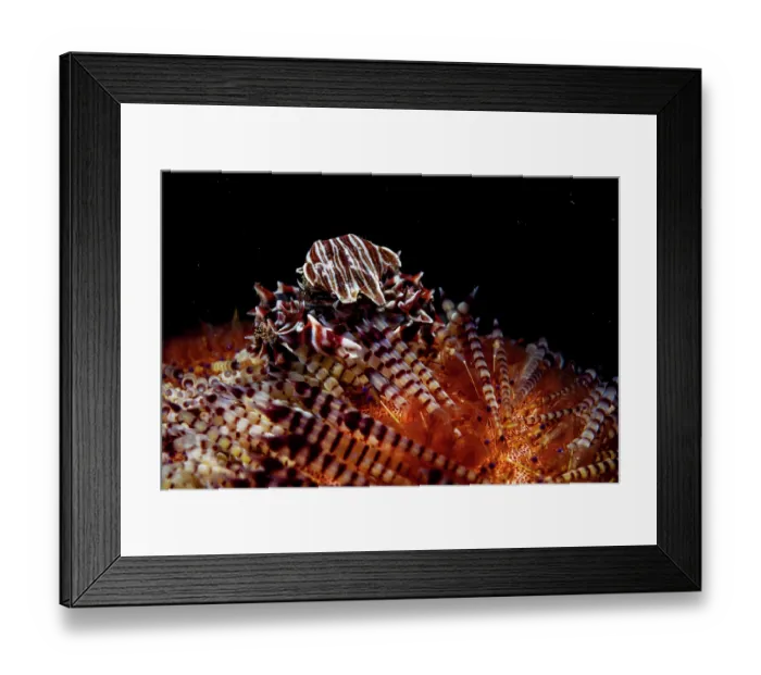 Framed Print : Zebra urchin crab (Zebrida adamsii) sheltering on a Fire urchin (Asthenosoma varium), Lembeh Strait, Bitung, North Sulawesi, Indonesia, Pacific Ocean Framed Print : Zebra urchin crab (Zebrida adamsii) sheltering on a Fire urchin (Asthenosoma varium), Lembeh Strait, Bitung, North Sulawesi, Indonesia, Pacific Ocean