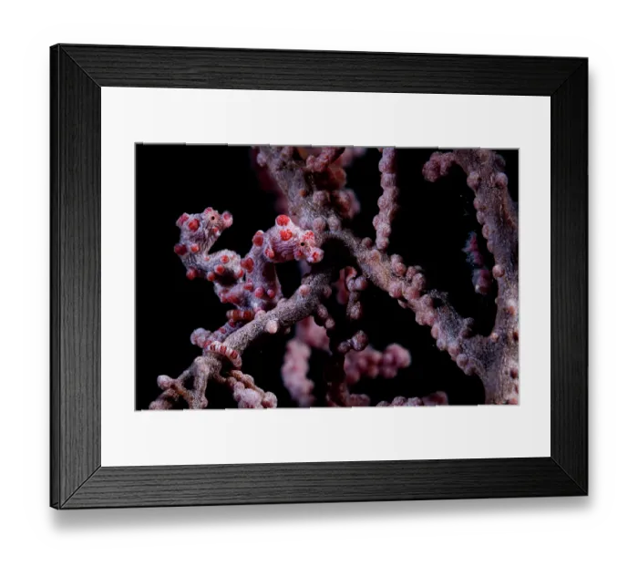 Framed Print : Pygmy seahorse (Hippocampus bargibanti) camouflaged on a Sea fan (Muricella sp.) on a coral reef, Lembeh Strait, North Sulawesi, Indonesia, Pacific Ocean Framed Print : Pygmy seahorse (Hippocampus bargibanti) camouflaged on a Sea fan (Muricella sp.) on a coral reef, Lembeh Strait, North Sulawesi, Indonesia, Pacific Ocean