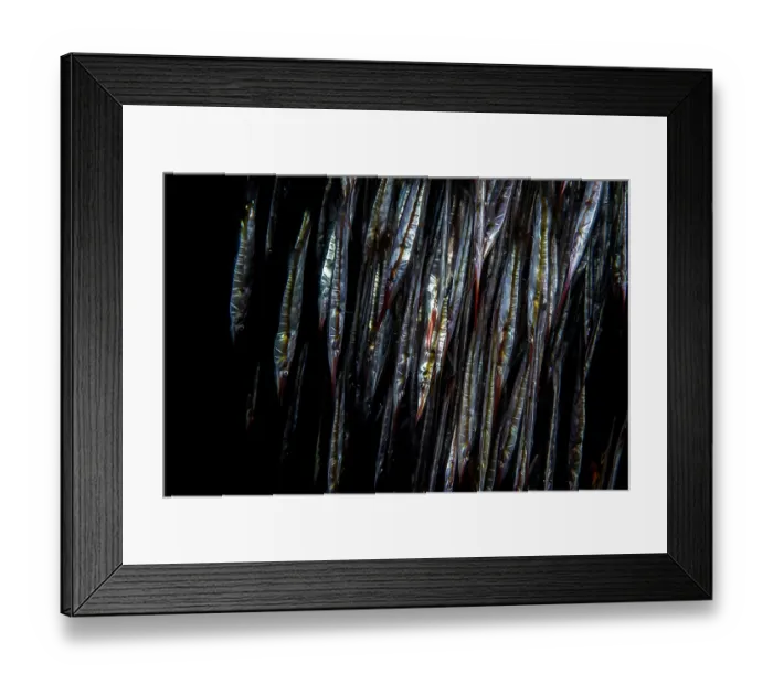 Framed Print : School of Speckled shrimpfish (Aeoliscus punctatus) at night, Lembeh Strait, North Sulawesi, Indonesia, Pacific Ocean Framed Print : School of Speckled shrimpfish (Aeoliscus punctatus) at night, Lembeh Strait, North Sulawesi, Indonesia, Pacific Ocean