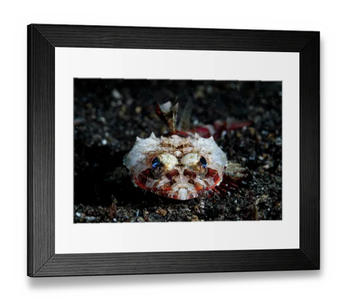 Framed Print : Midget flathead (Onigocia spinosa) resting on the seabed, Lembeh Strait, North Sulawesi, Indonesia, Pacific Ocean Framed Print : Midget flathead (Onigocia spinosa) resting on the seabed, Lembeh Strait, North Sulawesi, Indonesia, Pacific Ocean