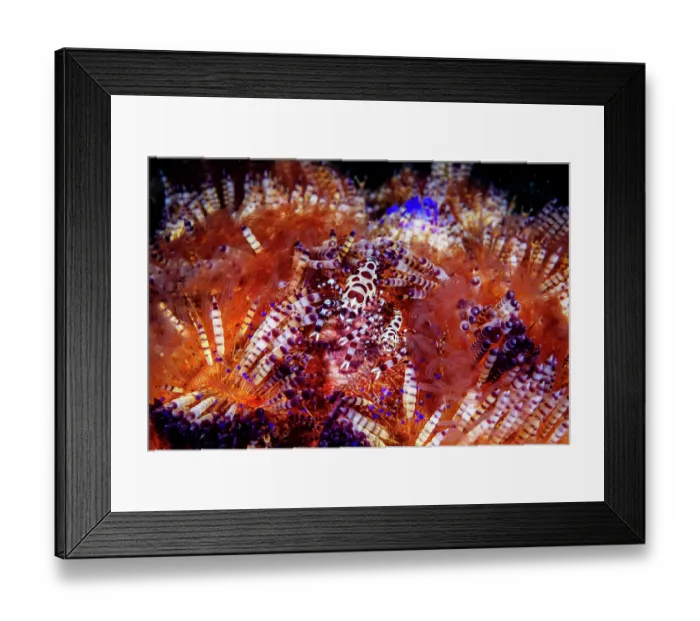 Framed Print : Coleman shrimps (Periclimenes colemani) pair, female on left, resting in a Fire urchin (Asthenosoma varium), Lembeh Strait, North Sulawesi, Indonesia, Pacific Ocean Framed Print : Coleman shrimps (Periclimenes colemani) pair, female on left, resting in a Fire urchin (Asthenosoma varium), Lembeh Strait, North Sulawesi, Indonesia, Pacific Ocean
