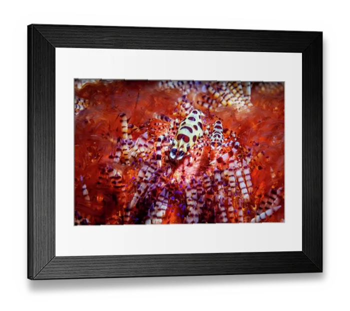 Framed Print : Coleman shrimps (Periclimenes colemani) pair, female on left, resting in a Fire urchin (Asthenosoma varium), Lembeh Strait, North Sulawesi, Indonesia, Pacific Ocean Framed Print : Coleman shrimps (Periclimenes colemani) pair, female on left, resting in a Fire urchin (Asthenosoma varium), Lembeh Strait, North Sulawesi, Indonesia, Pacific Ocean