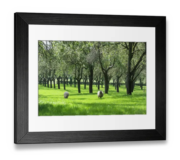 Framed Print : Traditional orchard with standard trees in blossom being grazed by Shropshire sheep, Herefordshire, England, UK. May Framed Print : Traditional orchard with standard trees in blossom being grazed by Shropshire sheep, Herefordshire, England, UK. May