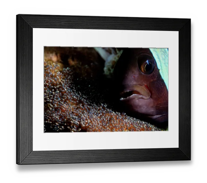 Framed Print : Saddleback anemonefish (Amphiprion polymnus) guarding its eggs, Lembeh Strait, North Sulawesi, Indonesia, Pacific Ocean Framed Print : Saddleback anemonefish (Amphiprion polymnus) guarding its eggs, Lembeh Strait, North Sulawesi, Indonesia, Pacific Ocean