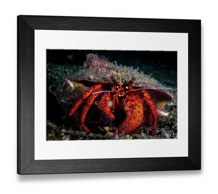 Framed Print : White-spotted hermit crab (Dardanus megistos) portrait, Lembeh Strait, North Sulawesi, Indonesia, Pacific Ocean