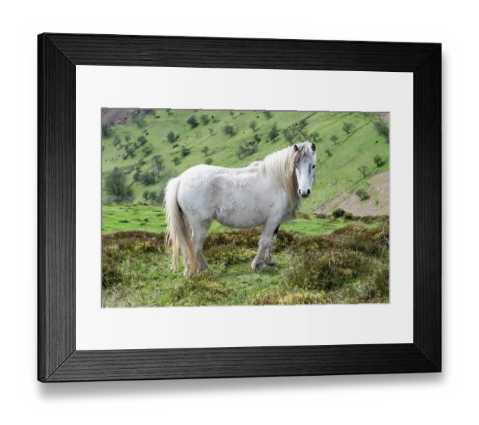 Framed Print : Welsh mountain pony (Equus caballus) on the Ffriddd, Hatterall Hill, Brecon Breacons / Bannau Brycheiniog National Park, Wales, UK. April Framed Print : Welsh mountain pony (Equus caballus) on the Ffriddd, Hatterall Hill, Brecon Breacons / Bannau Brycheiniog National Park, Wales, UK. April