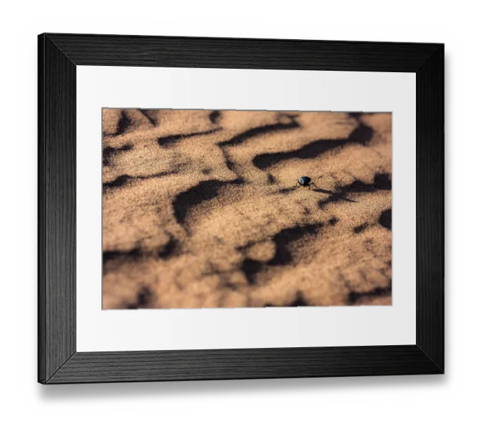 Framed Print : Darkling beetle (Tenebrionidae) walking over sand dunes, Sahara desert, southern Morocco. March Framed Print : Darkling beetle (Tenebrionidae) walking over sand dunes, Sahara desert, southern Morocco. March