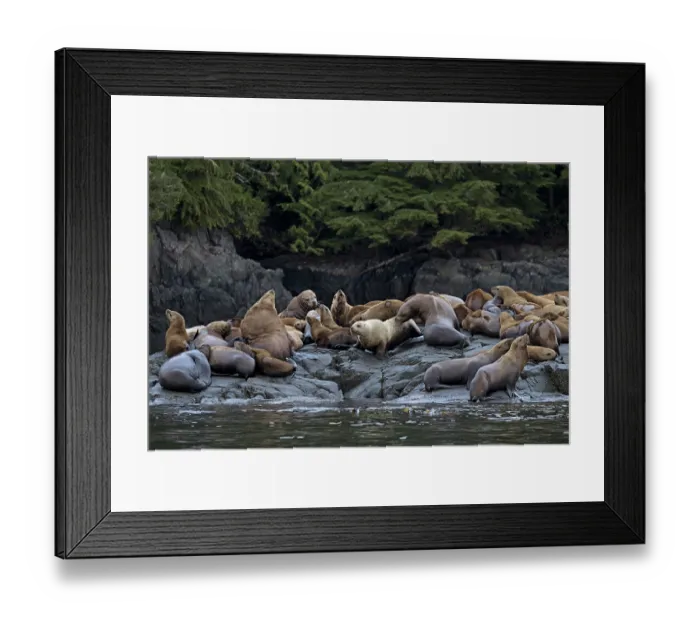 Framed Print : RF - Steller's sea lions (Eumetopias jubatus) colony resting on rocks, off the coast of the Great Bear Rainforest, near Bella Bella, Campbell Island, British Columbia, Canada Framed Print : RF - Steller's sea lions (Eumetopias jubatus) colony resting on rocks, off the coast of the Great Bear Rainforest, near Bella Bella, Campbell Island, British Columbia, Canada