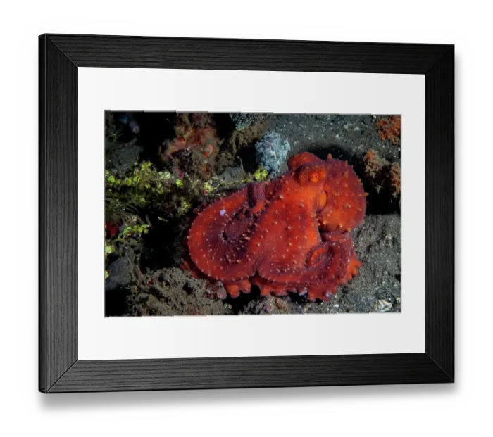Framed Print : Starry night octopus (Callistoctopus luteus) resting on seabed at night, Lembeh Strait, North Sulawesi, Indonesia, Pacific Ocean Framed Print : Starry night octopus (Callistoctopus luteus) resting on seabed at night, Lembeh Strait, North Sulawesi, Indonesia, Pacific Ocean