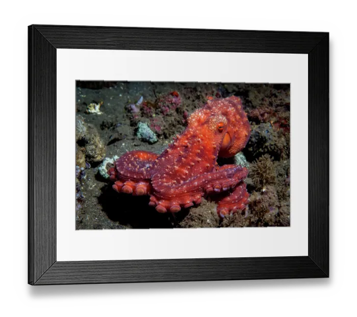 Framed Print : Starry night octopus (Callistoctopus luteus) moving across seabed at night, Lembeh Strait, North Sulawesi, Indonesia, Pacific Ocean