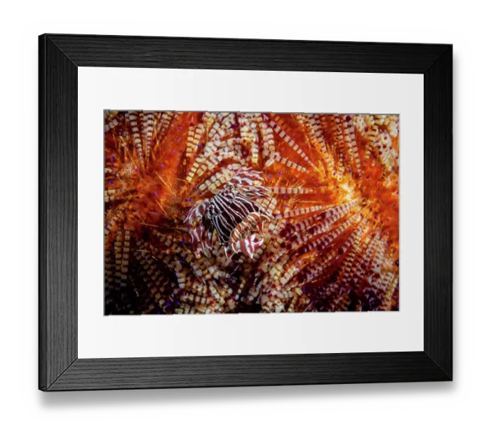 Framed Print : Zebra urchin crab (Zebrida adamsii) sheltering on a Fire urchin (Asthenosoma varium), Lembeh Strait, Bitung, North Sulawesi, Indonesia, Pacific Ocean