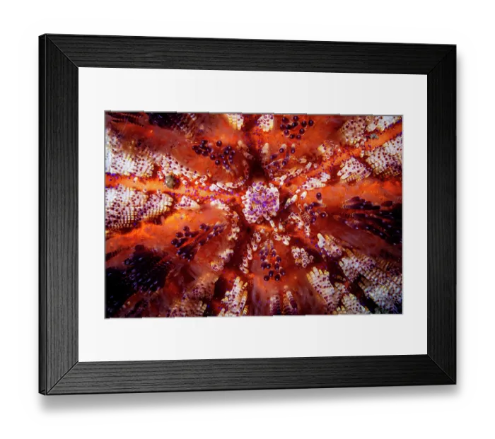 Framed Print : Fire urchin (Asthenosoma varium) close up, Lembeh Strait, Bitung, North Sulawesi, Indonesia, Pacific Ocean