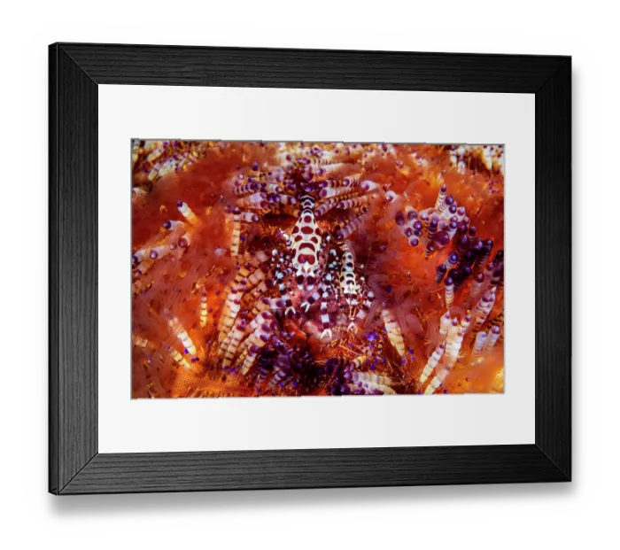 Framed Print : Coleman shrimps (Periclimenes colemani) pair, female on left, resting in a Fire urchin (Asthenosoma varium), Lembeh Strait, North Sulawesi, Indonesia, Pacific Ocean Framed Print : Coleman shrimps (Periclimenes colemani) pair, female on left, resting in a Fire urchin (Asthenosoma varium), Lembeh Strait, North Sulawesi, Indonesia, Pacific Ocean