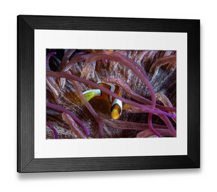 Framed Print : Clark's anemonefish (Amphiprion clarkii) resting inside a sea anemone, Lembeh Strait, North Sulawesi, Indonesia, Pacific Ocean Framed Print : Clark's anemonefish (Amphiprion clarkii) resting inside a sea anemone, Lembeh Strait, North Sulawesi, Indonesia, Pacific Ocean