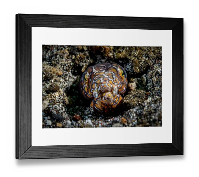 Framed Print : Napoleon snake eel (Ophichthus bonaparti) emerging from sand, Lembeh Strait, North Sulawesi, Indonesia, Pacific Ocean Framed Print : Napoleon snake eel (Ophichthus bonaparti) emerging from sand, Lembeh Strait, North Sulawesi, Indonesia, Pacific Ocean