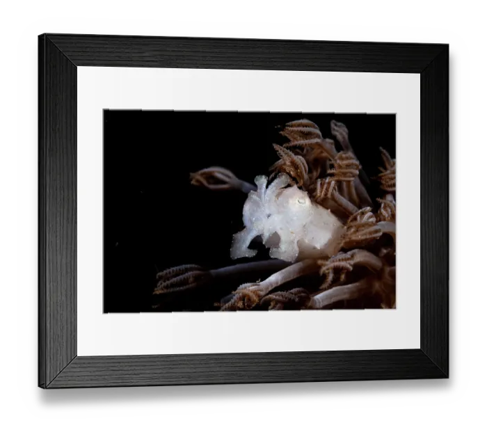 Framed Print : Broadclub cuttlefish (Sepia latimanus) sheltering in Pulsating xenid (Heteroxenia fuscescens) soft coral, Lembeh Strait, North Sulawesi, Indonesia, Pacific Ocean Framed Print : Broadclub cuttlefish (Sepia latimanus) sheltering in Pulsating xenid (Heteroxenia fuscescens) soft coral, Lembeh Strait, North Sulawesi, Indonesia, Pacific Ocean