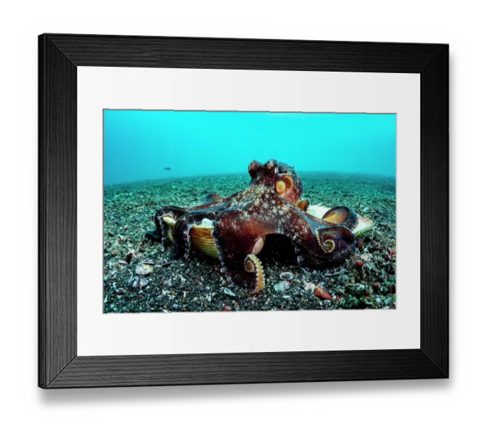 Framed Print : Coconut octopus (Octopus marginatus) walking along the seabed carrying its shell home, Lembeh Strait, North Sulawesi, Indonesia, Pacific Ocean Framed Print : Coconut octopus (Octopus marginatus) walking along the seabed carrying its shell home, Lembeh Strait, North Sulawesi, Indonesia, Pacific Ocean