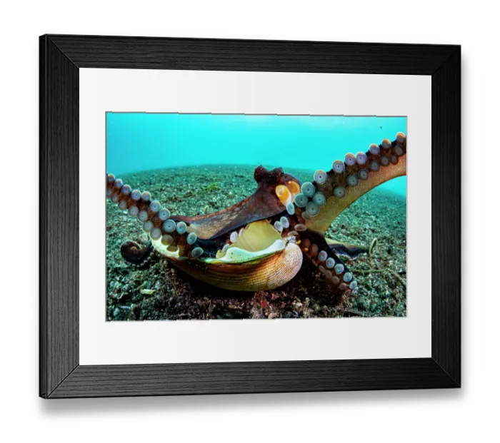 Framed Print : Coconut octopus (Octopus marginatus) flaring her arms and revealing her suckers as she exits her shell home, Lembeh Strait, North Sulawesi, Indonesia, Pacific Ocean Framed Print : Coconut octopus (Octopus marginatus) flaring her arms and revealing her suckers as she exits her shell home, Lembeh Strait, North Sulawesi, Indonesia, Pacific Ocean