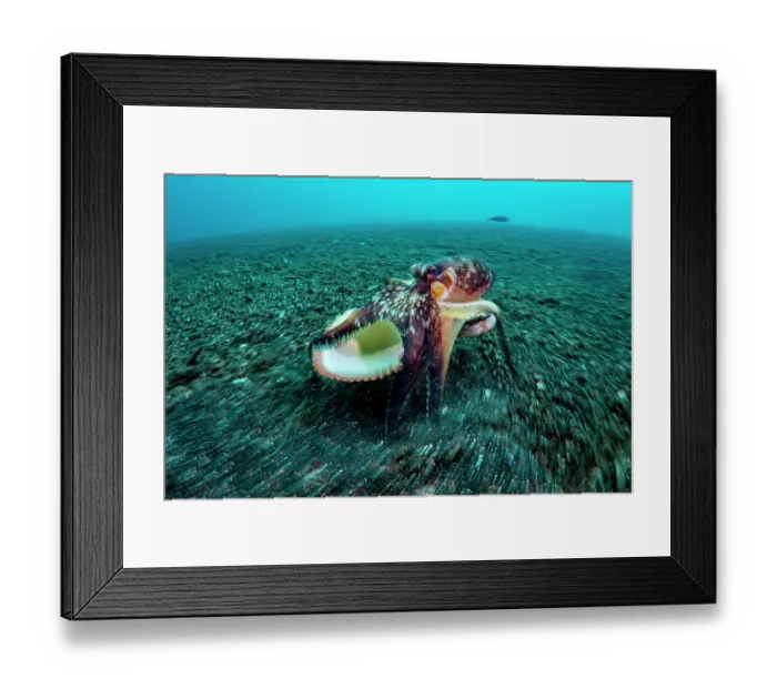 Framed Print : Coconut octopus (Octopus marginatus) walking along the seabed carrying its shell home, Lembeh Strait, North Sulawesi, Indonesia, Pacific Ocean Framed Print : Coconut octopus (Octopus marginatus) walking along the seabed carrying its shell home, Lembeh Strait, North Sulawesi, Indonesia, Pacific Ocean