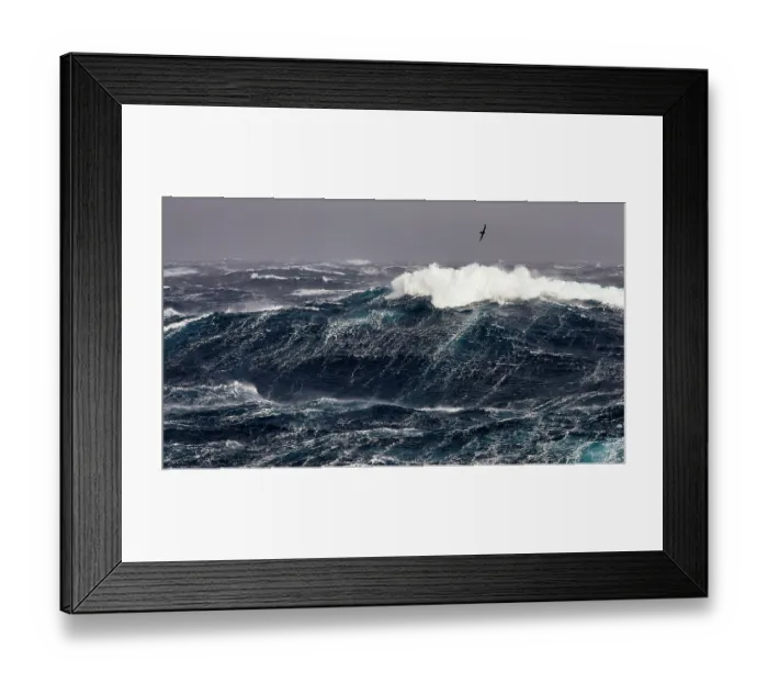 Framed Print : Northern giant petrel (Macronectes halli) in flight over heavy seas during force 10 storm in the roaring forties Framed Print : Northern giant petrel (Macronectes halli) in flight over heavy seas during force 10 storm in the roaring forties