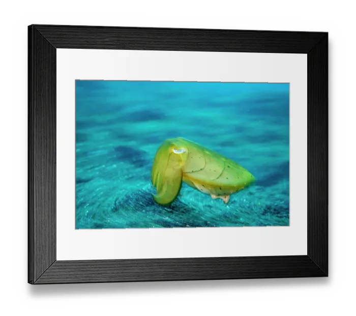 Framed Print : Broadclub cuttlefish (Sepia latimanus) juvenile moving over black sandy seabed, Lembeh Strait, North Sulawesi, Indonesia, Pacific Ocean Framed Print : Broadclub cuttlefish (Sepia latimanus) juvenile moving over black sandy seabed, Lembeh Strait, North Sulawesi, Indonesia, Pacific Ocean