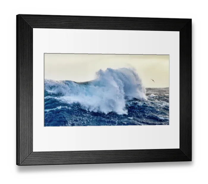 Framed Print : White-chinned petrel (Procellaria aequinoctialis) in flight over huge 10m high waves during force 10 storm in the roaring forties Framed Print : White-chinned petrel (Procellaria aequinoctialis) in flight over huge 10m high waves during force 10 storm in the roaring forties
