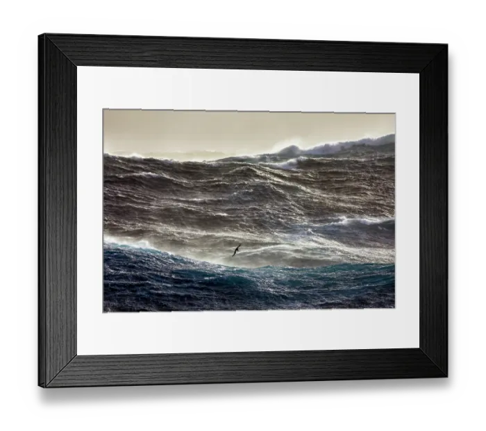 Framed Print : White-chinned petrel (Procellaria aequinoctialis) in flight over huge 10m high waves during force 10 storm in the roaring forties Framed Print : White-chinned petrel (Procellaria aequinoctialis) in flight over huge 10m high waves during force 10 storm in the roaring forties