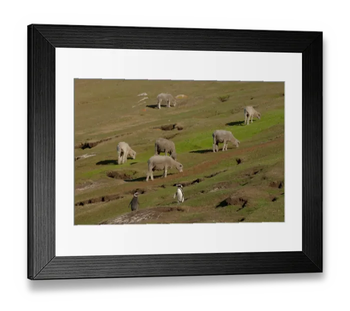Framed Print : Magellanic penguins (Spheniscus magellanicus) close to their burrows with sheep grazing grassland, Saunders Island, Falkland Islands Framed Print : Magellanic penguins (Spheniscus magellanicus) close to their burrows with sheep grazing grassland, Saunders Island, Falkland Islands