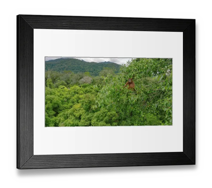 Framed Print : Bornean orangutan (Pongo pygmaeus wurmbii) female, feeding on wild figs (Ficus dubia) in tree top with a view of lowland rainforest in the background, Gunung Palung National Park Framed Print : Bornean orangutan (Pongo pygmaeus wurmbii) female, feeding on wild figs (Ficus dubia) in tree top with a view of lowland rainforest in the background, Gunung Palung National Park
