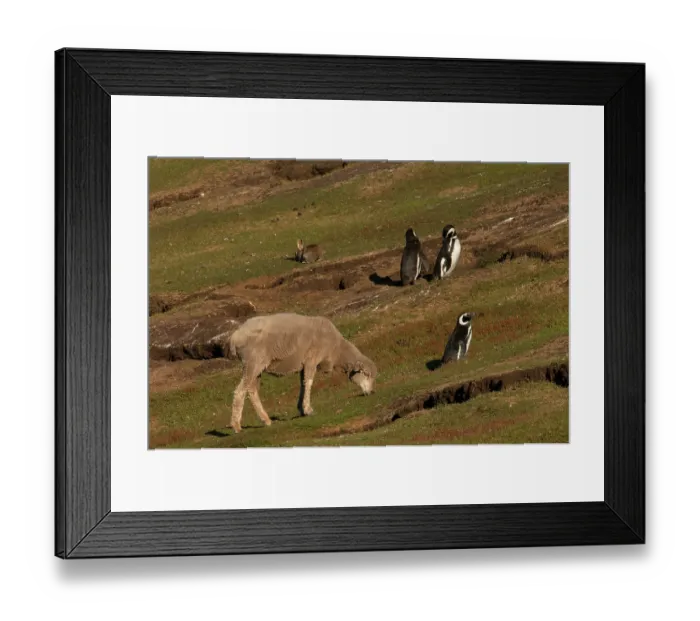 Framed Print : Magellanic penguins (Spheniscus magellanicus) close to their burrows with sheep grazing grassland, Saunders Island, Falkland Islands Framed Print : Magellanic penguins (Spheniscus magellanicus) close to their burrows with sheep grazing grassland, Saunders Island, Falkland Islands