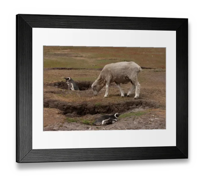 Framed Print : Two Magellanic penguins (Spheniscus magellanicus) at burrow entrance with a sheep grazing grassland, Saunders Island, Falkland Islands Framed Print : Two Magellanic penguins (Spheniscus magellanicus) at burrow entrance with a sheep grazing grassland, Saunders Island, Falkland Islands