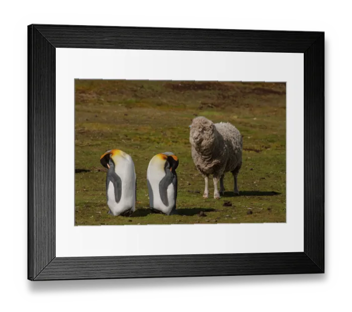 Framed Print : Two King penguins (Aptenodytes patagonicus patagonicus) resting side by side on grassland with a sheep behind. Their colony is on a working sheep farm Framed Print : Two King penguins (Aptenodytes patagonicus patagonicus) resting side by side on grassland with a sheep behind. Their colony is on a working sheep farm