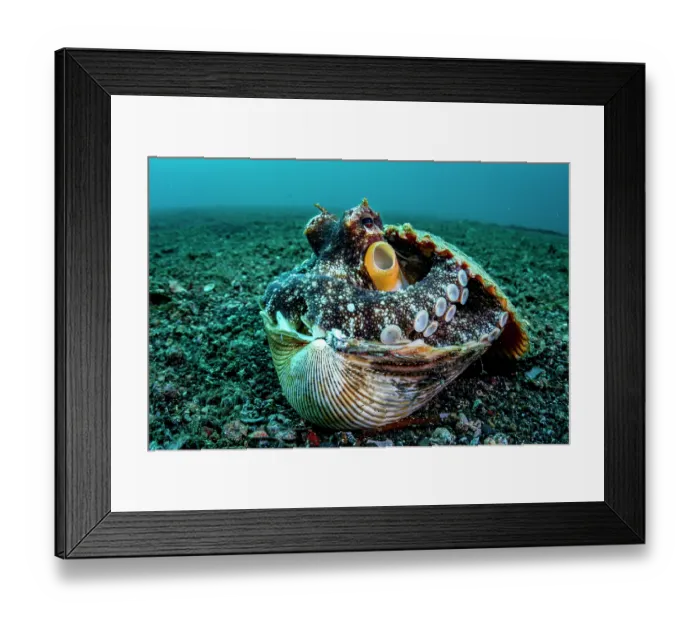 Framed Print : Coconut octopus (Octopus marginatus) hiding in her shell home, Lembeh Strait, North Sulawesi, Indonesia, Pacific Ocean Framed Print : Coconut octopus (Octopus marginatus) hiding in her shell home, Lembeh Strait, North Sulawesi, Indonesia, Pacific Ocean