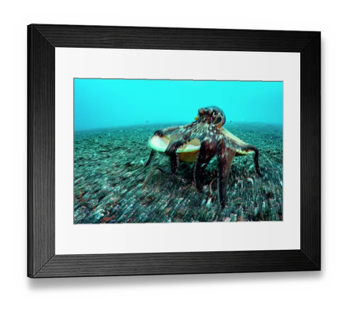Framed Print : Coconut octopus (Octopus marginatus) walking along the seabed carrying its shell home, Lembeh Strait, North Sulawesi, Indonesia, Pacific Ocean Framed Print : Coconut octopus (Octopus marginatus) walking along the seabed carrying its shell home, Lembeh Strait, North Sulawesi, Indonesia, Pacific Ocean