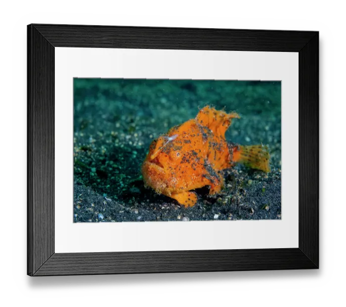 Framed Print : Hairy frogfish (Antennarius striatus) resting on seabed, Lembeh Strait, North Sulawesi, Indonesia, Pacific Ocean Framed Print : Hairy frogfish (Antennarius striatus) resting on seabed, Lembeh Strait, North Sulawesi, Indonesia, Pacific Ocean