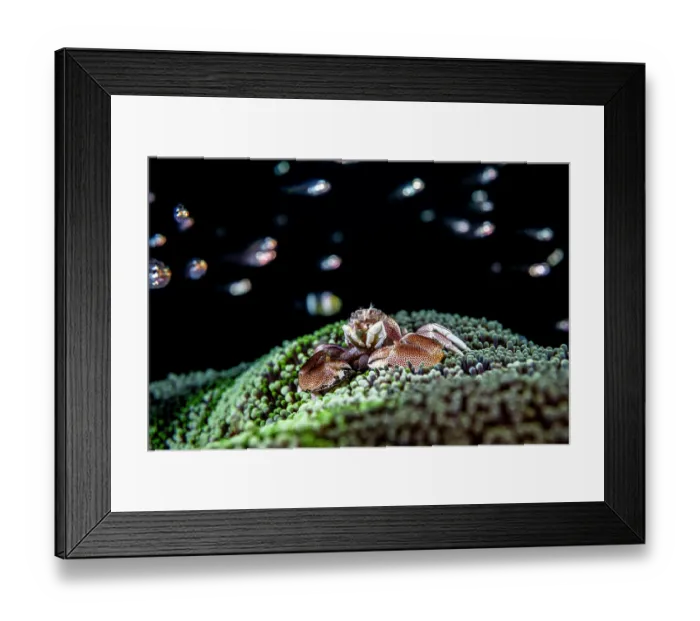 Framed Print : Spotted porcelain crab (Neopetrolisthes maculatus) resting on a sea anemone with fish in the background, Lembeh Strait, North Sulawesi, Indonesia, Pacific Ocean Framed Print : Spotted porcelain crab (Neopetrolisthes maculatus) resting on a sea anemone with fish in the background, Lembeh Strait, North Sulawesi, Indonesia, Pacific Ocean