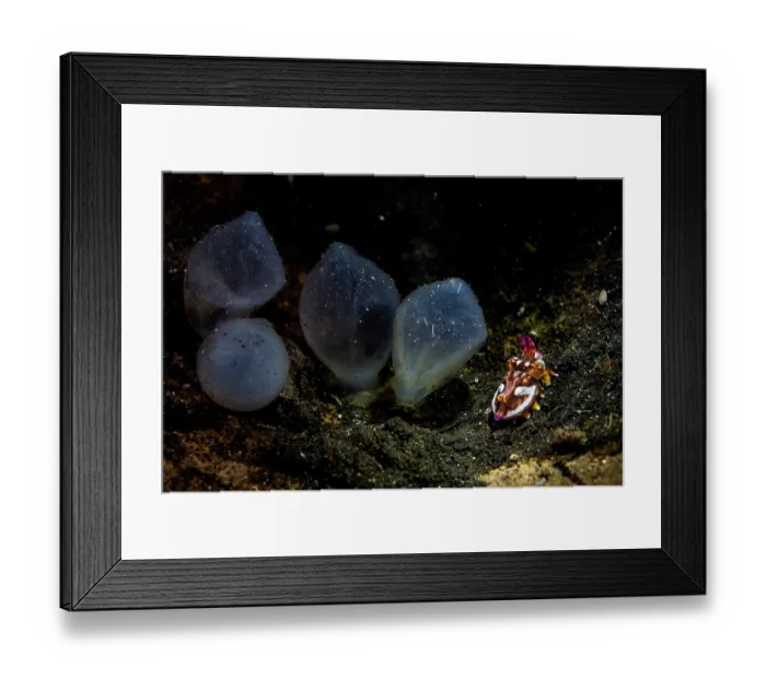 Framed Print : Pfeffer's flamboyant cuttlefish (Metasepia pfefferi) newly hatched, resting in coconut shell alongside eggs, Lembeh Strait, North Sulawesi, Indonesia, Pacific Ocean Framed Print : Pfeffer's flamboyant cuttlefish (Metasepia pfefferi) newly hatched, resting in coconut shell alongside eggs, Lembeh Strait, North Sulawesi, Indonesia, Pacific Ocean